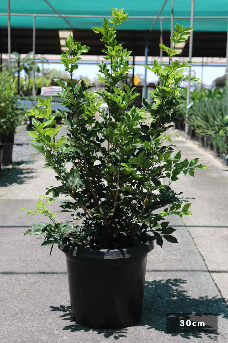 Murraya paniculata – Dinsan Nursery