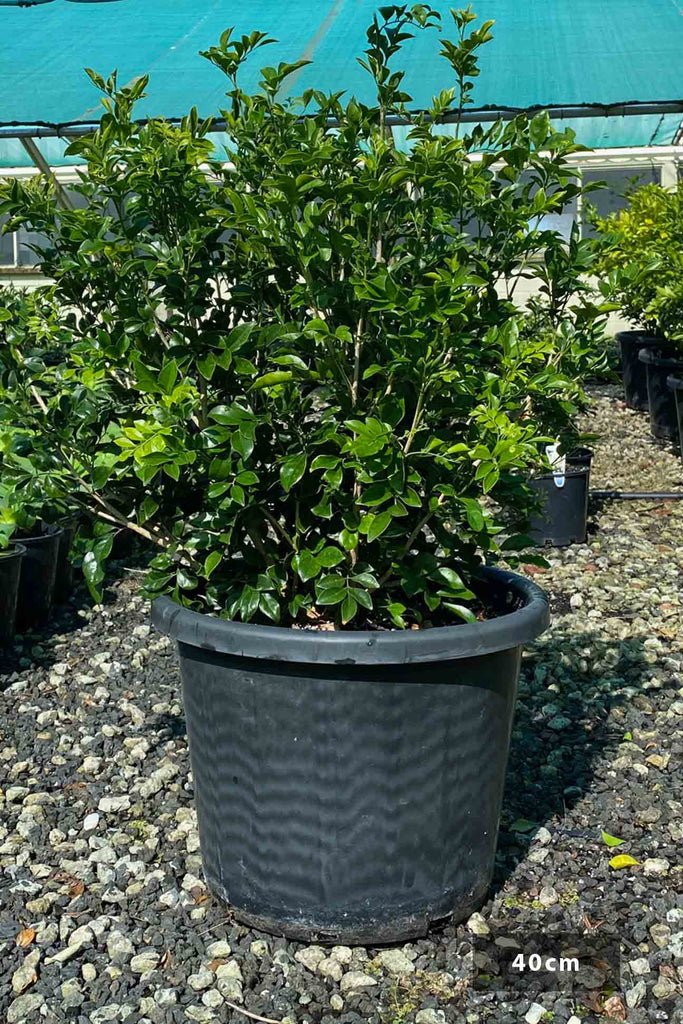 Murraya paniculata in a 30cm black pot