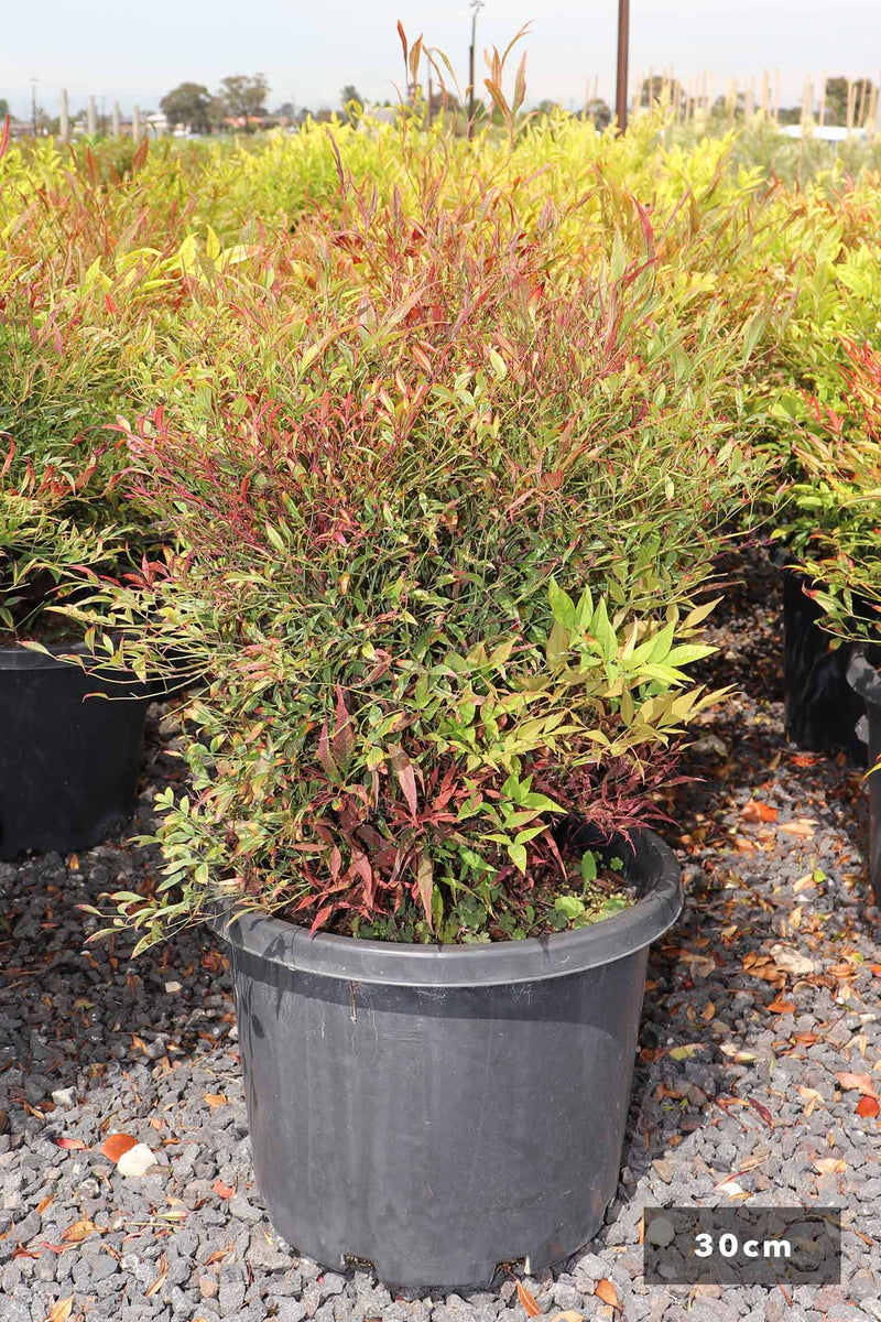 Nandina Domestica Baie de Lune