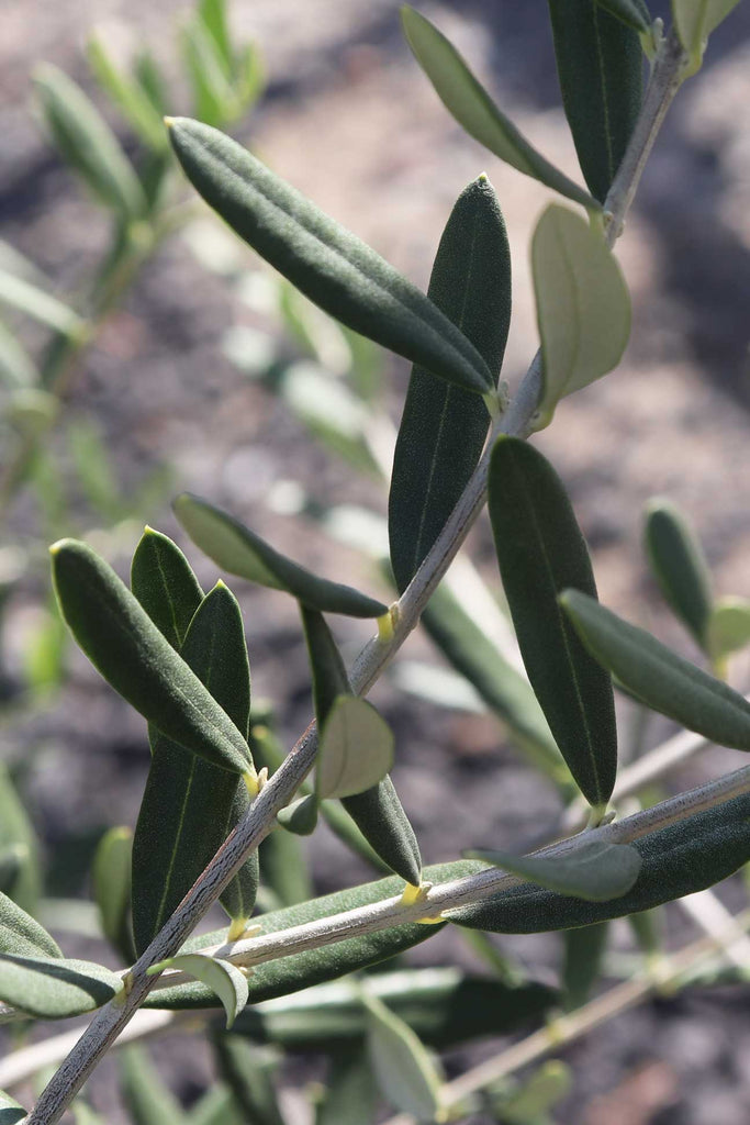 Close up of Olea europaea 'Tolley's Upright' leaves