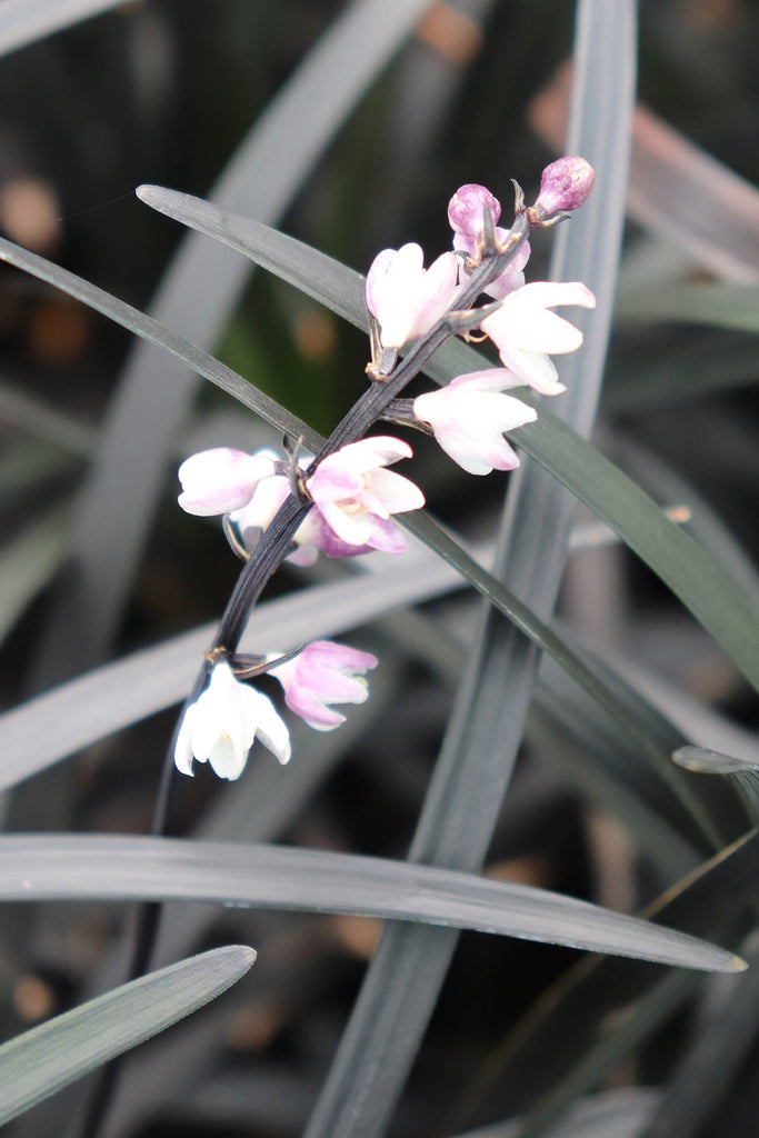 Ophiopogon Nigrescens flowers