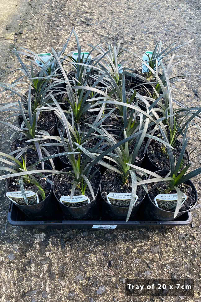 Ophiopogon Nigrescens in a tray - 20 x 7cm black pots