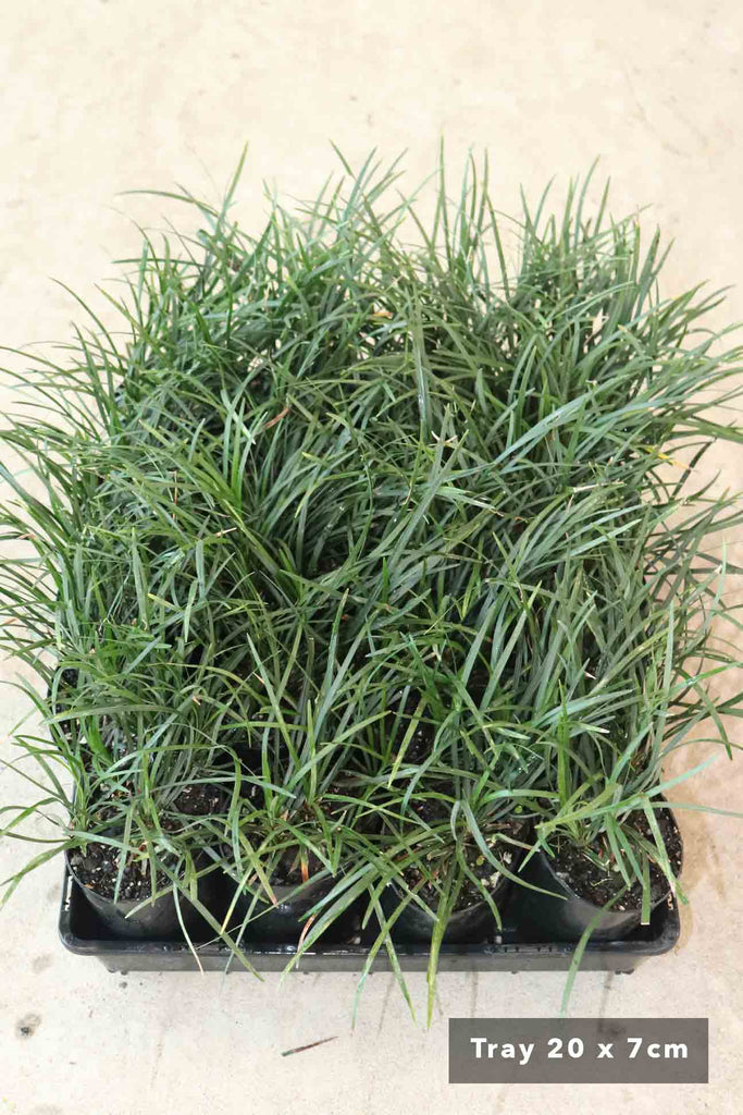 20 small 7cm black pots of Ophiopogon Japonicus in black tray