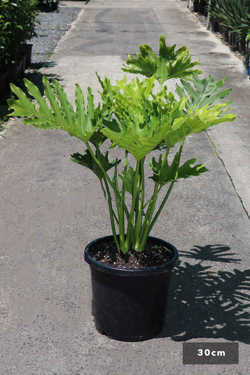 philodendron hope selloum stem Philodendron selloum 'Hope' – Dinsan Nursery