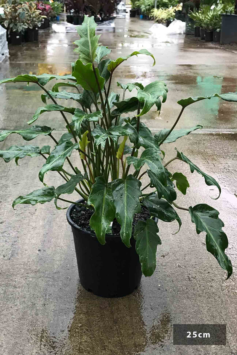 difference between philodendron xanadu and selloum Philodendron selloum 'Xanadu' – Dinsan Nursery