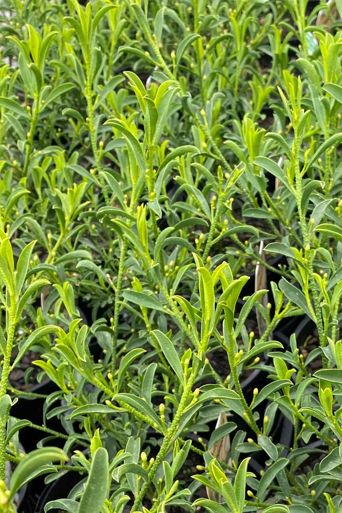 Philotheca (syn. Eriostemon) myoporoides green compact foliage