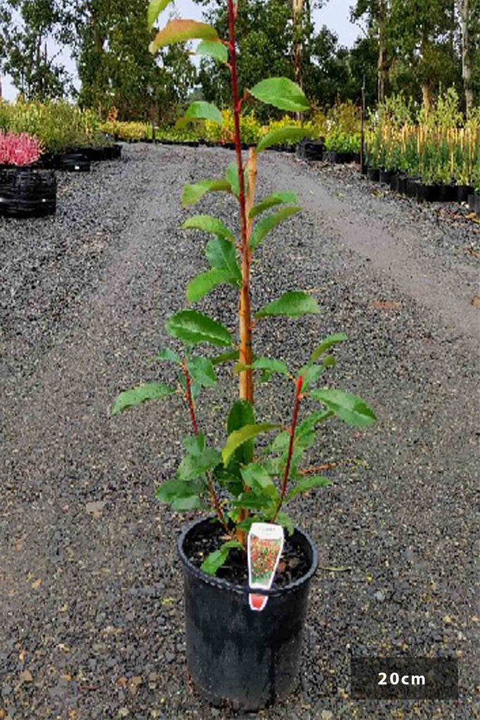 Photinia robusta in a 20cm pot