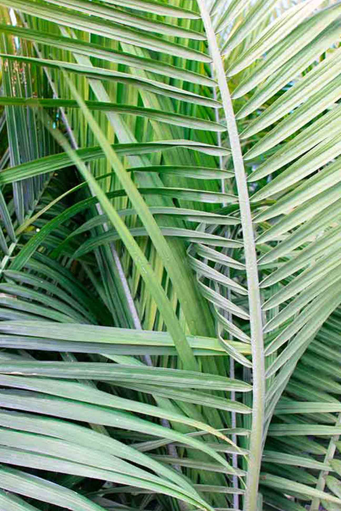 close up of the Ravenea Rivularis palm like and green foliage