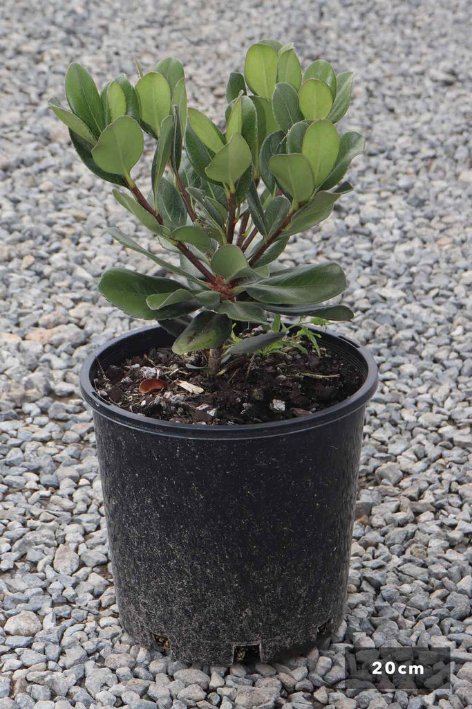 Rhaphiolepis umbellata in a 20cm black pot