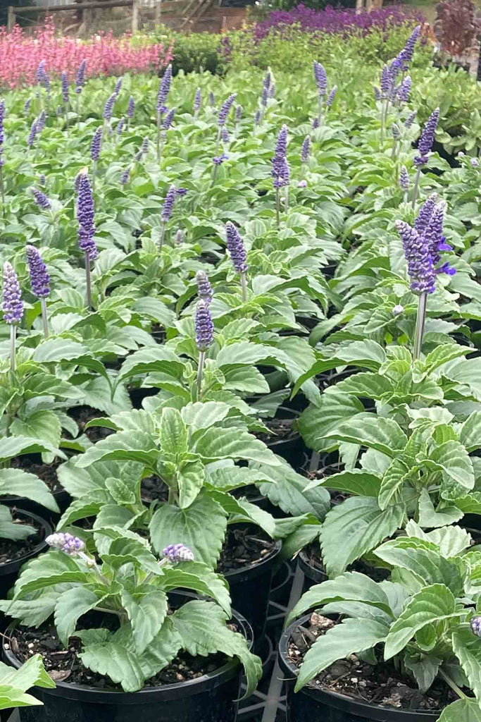 A group of Salvia Mystic Spires Blue in 14cm black pots