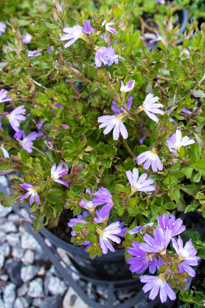 a close up photograph of the purple fan flowers on a Scaevola Mauve Clusters plant for sale at Dinsan Nursery.