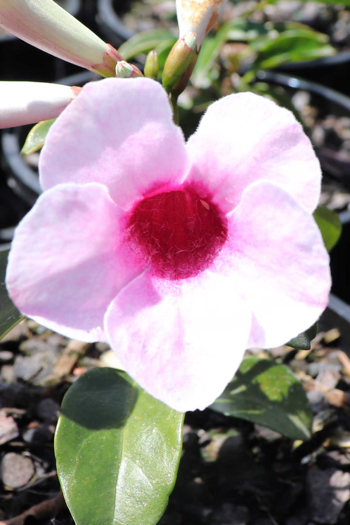 A photo of Pandora Jaminodes flower that is pale pink with a dark fuchsia colour in the centre