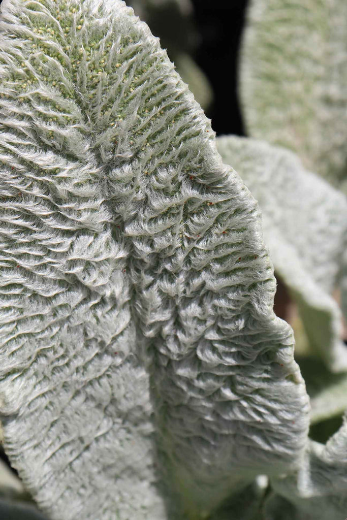 close up of the Stachys lanata Leaf