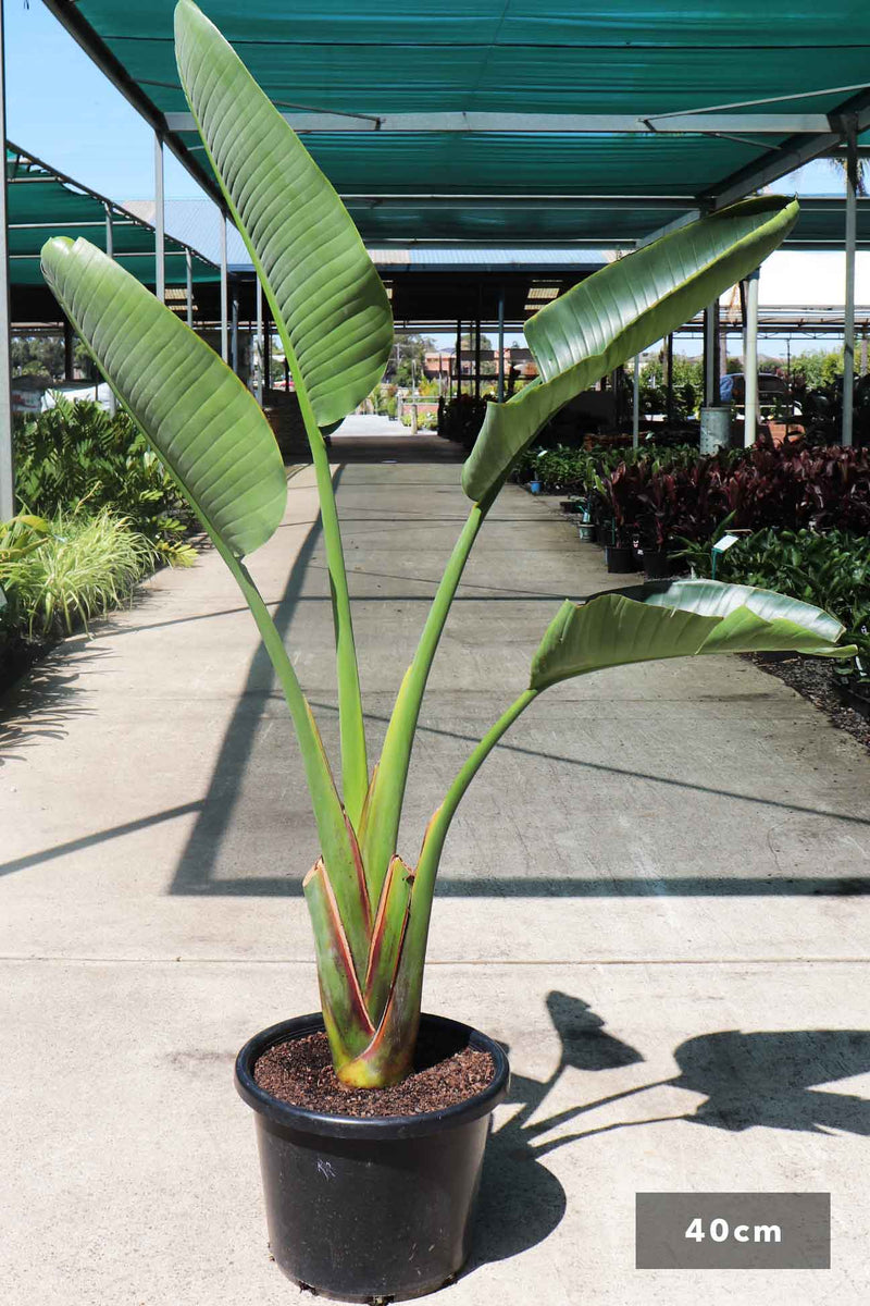 Strelitzia Nicolai