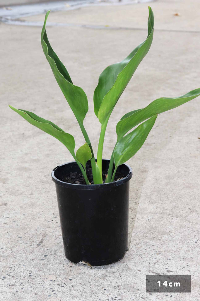 Strelitzia Reginae in a 14cm black pot