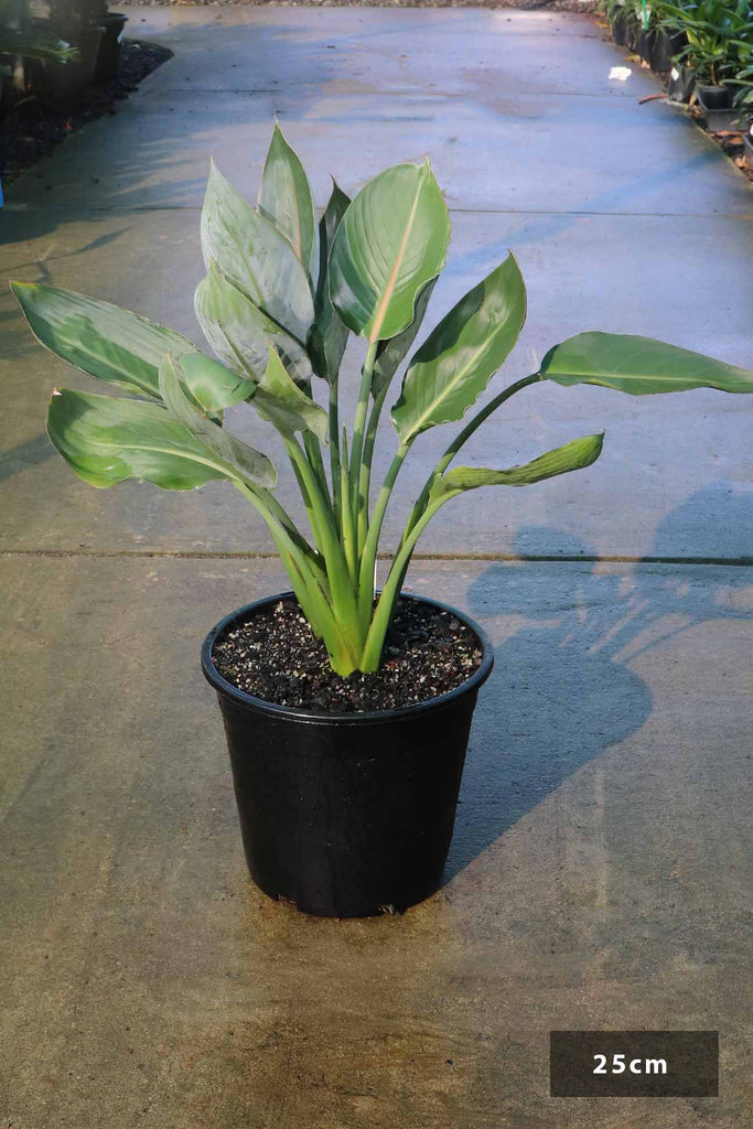 Strelitzia reginae in 25cm black pot