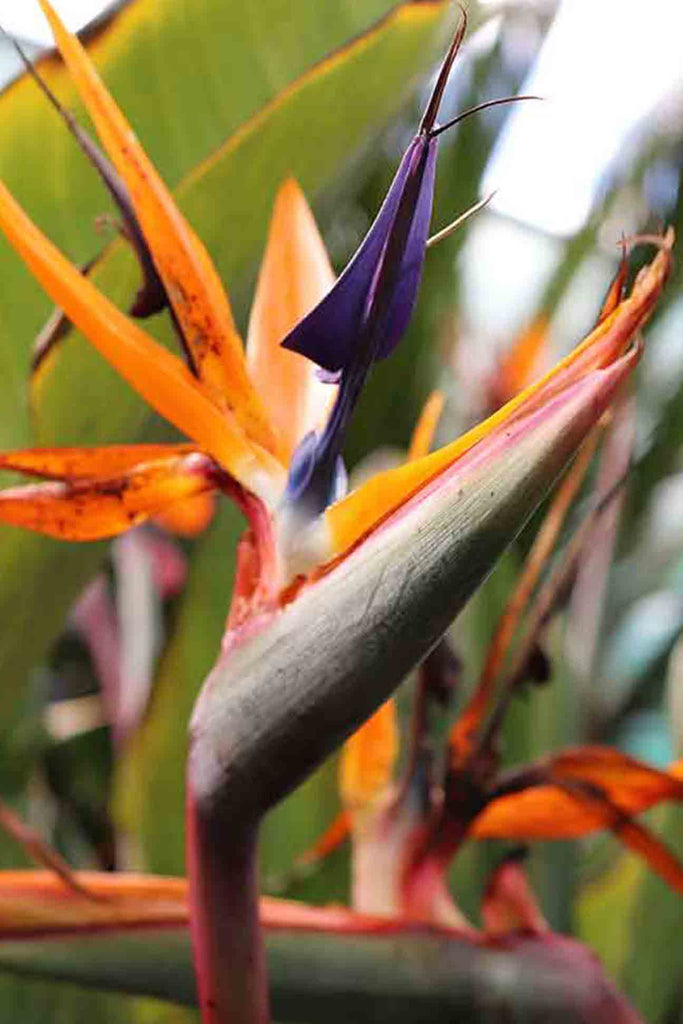close up of Strelitzia Reginae flower, which is oranges and purples