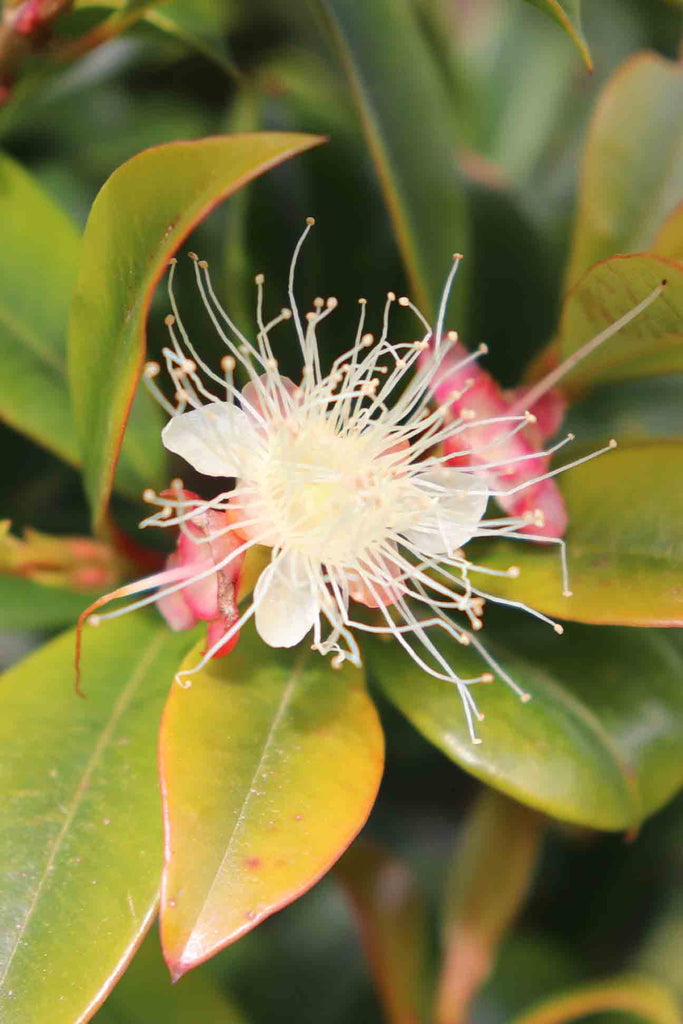 close up of Syzygium Australe Select Form white flower and green foliage