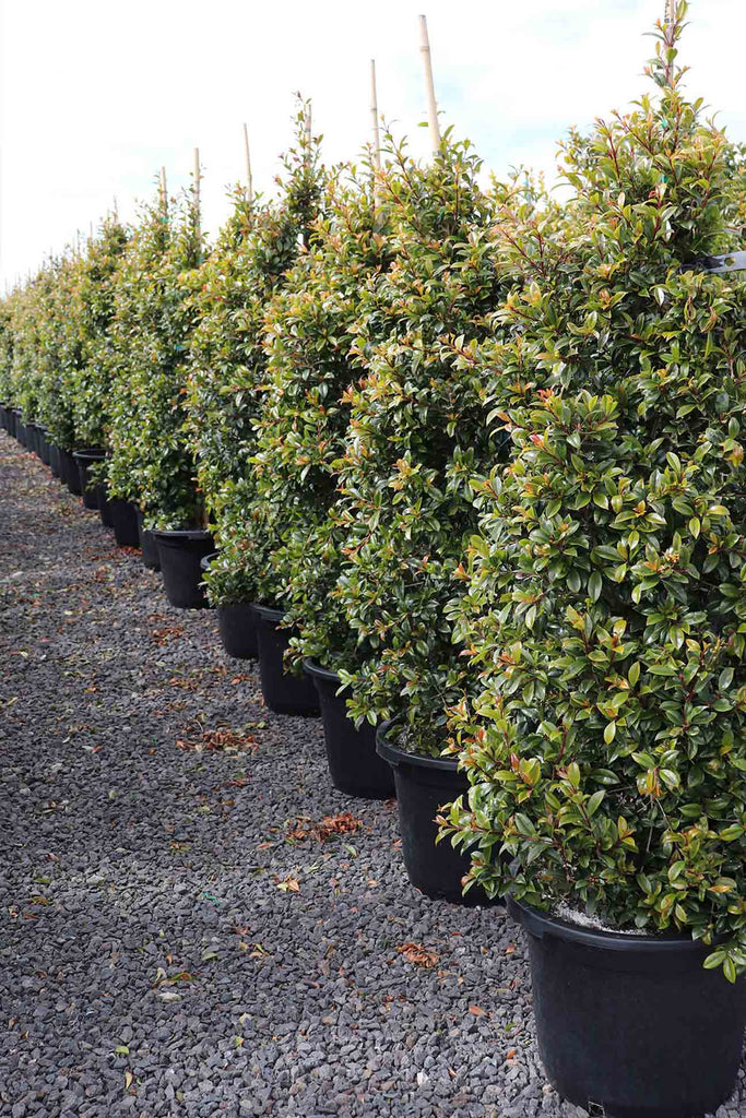 rows of Syzygium Australe Select Form from the right side of image
