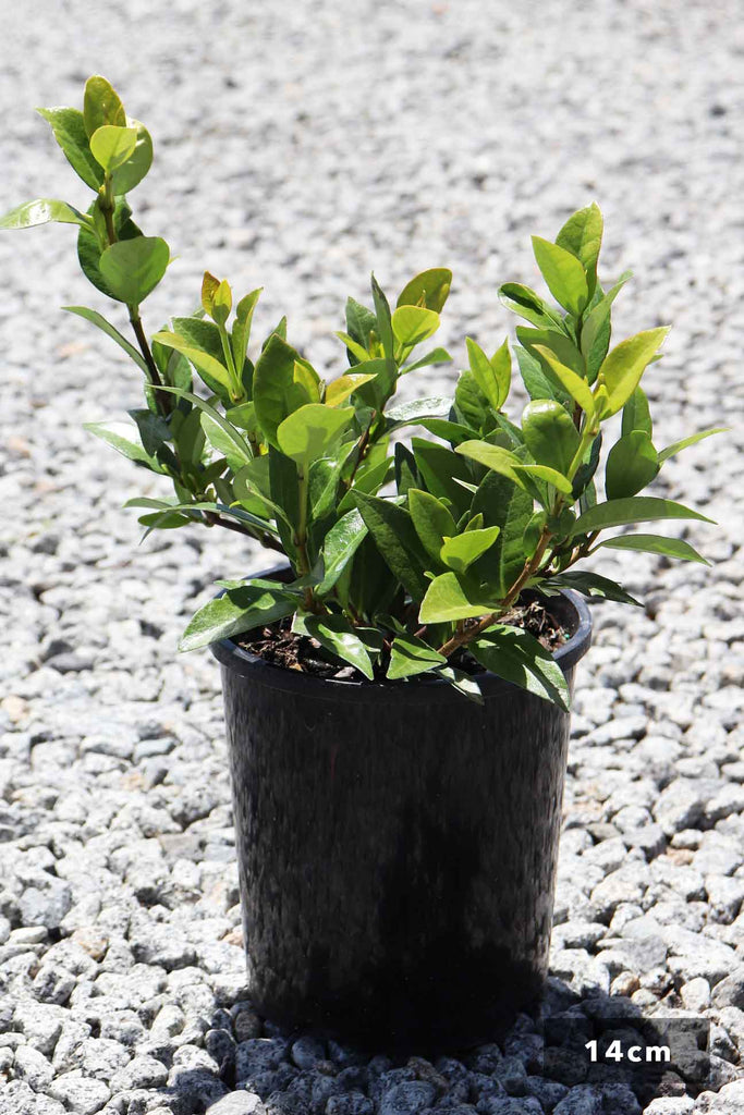 Trachelospermum Asiaticum in a 14cm black pot