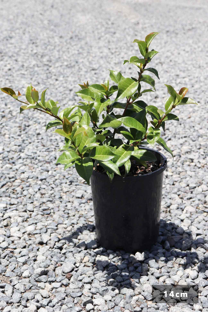 Trachelospermum Asiaticum 'Flat Mat' in a 14cm black pot