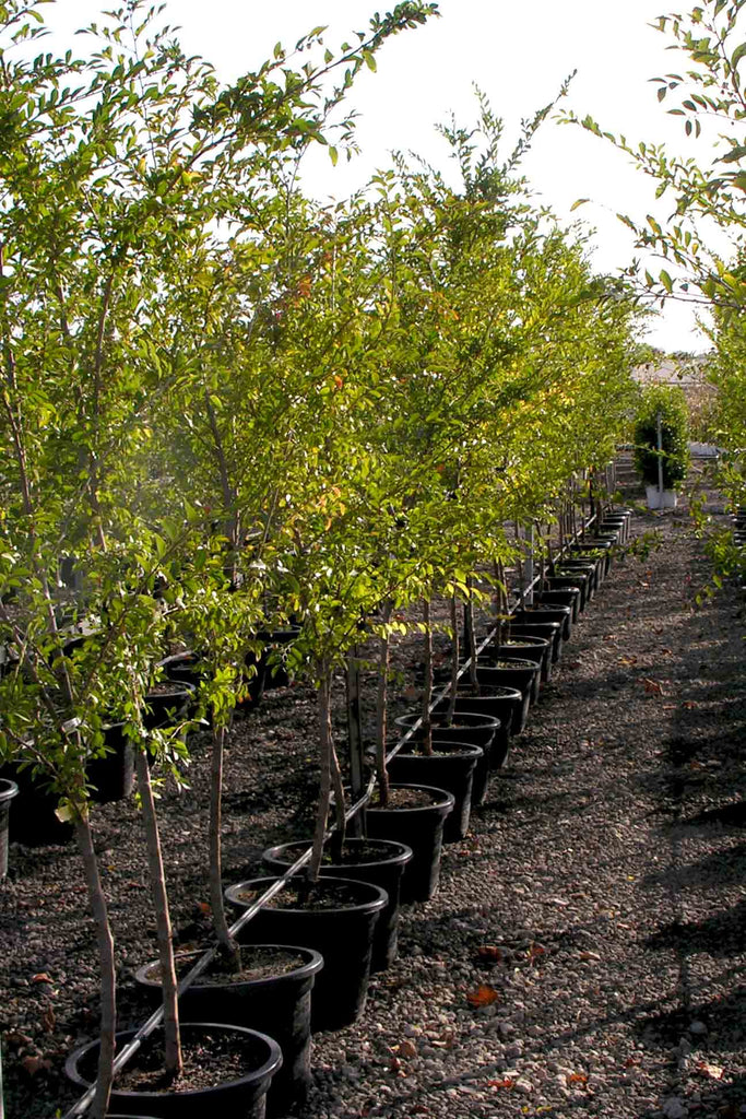 row of Ulmus Parvifolia Murrays Form in black pots from the left side of image