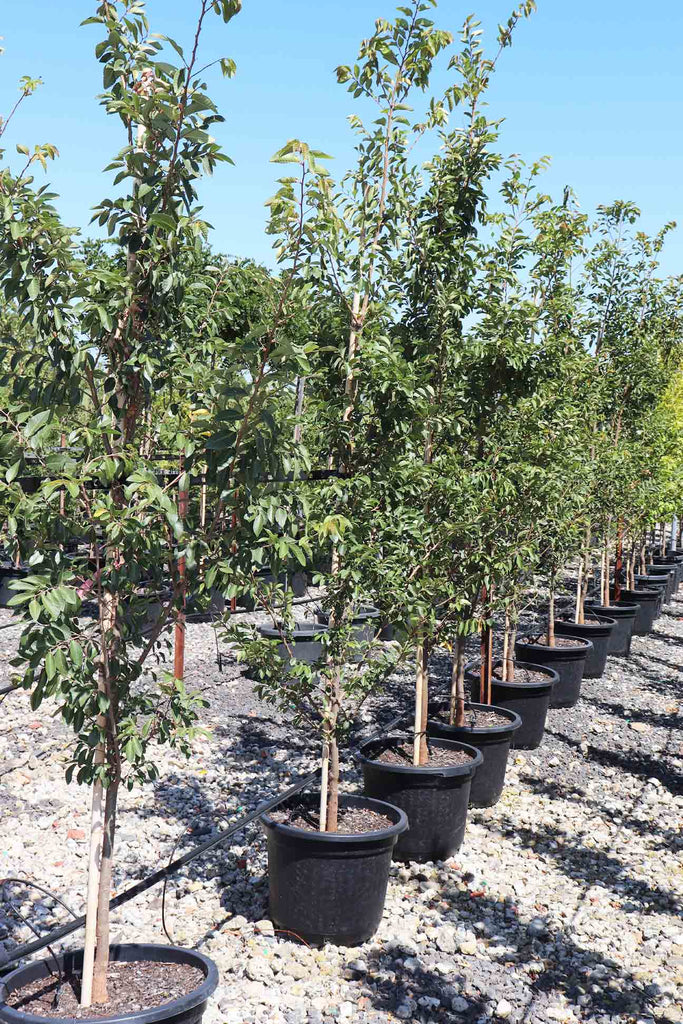 row of Ulmus Parvifolia Todd in black pots from the left side of image