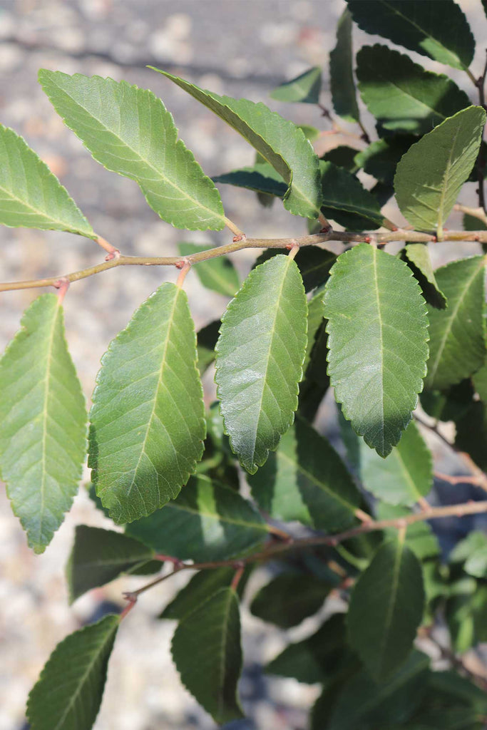 close up of Ulmus parvifolia 'Todd' leaves