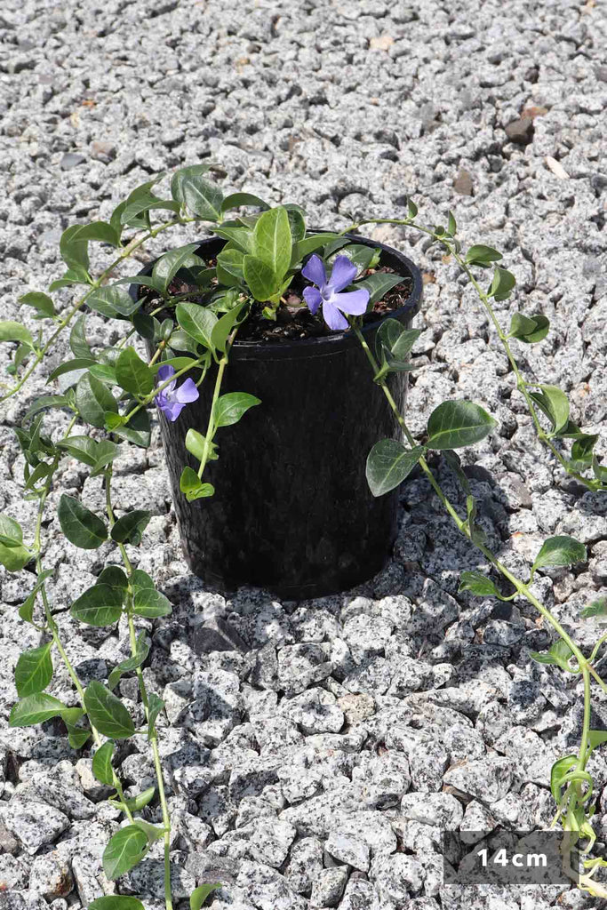Vinca minor Blue in a 14cm black pot