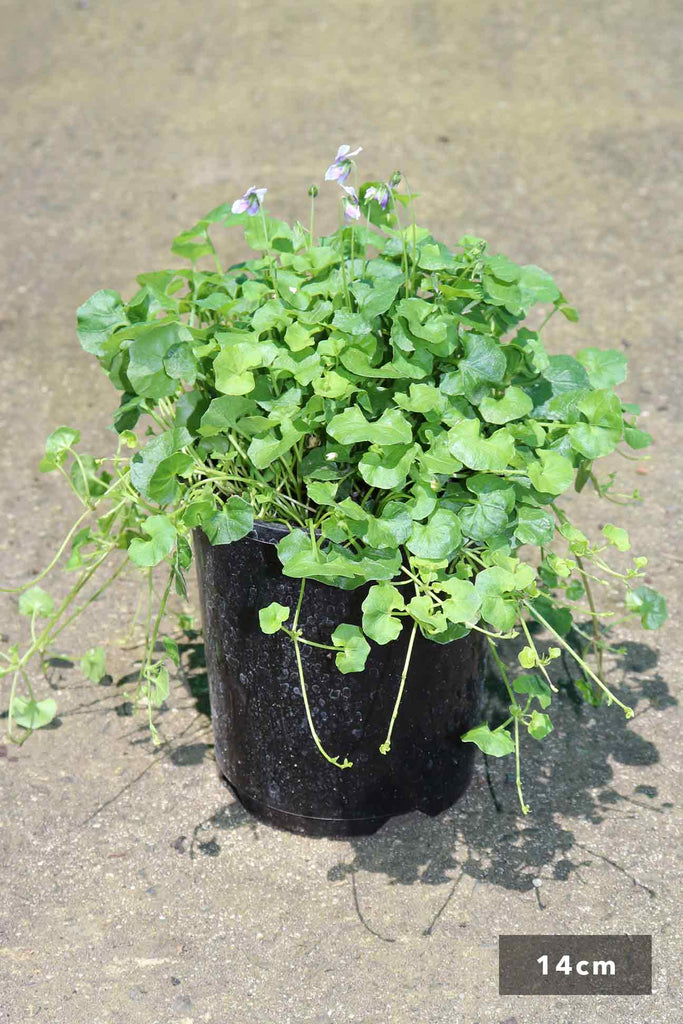 Viola hederacea in a 14cm black pot