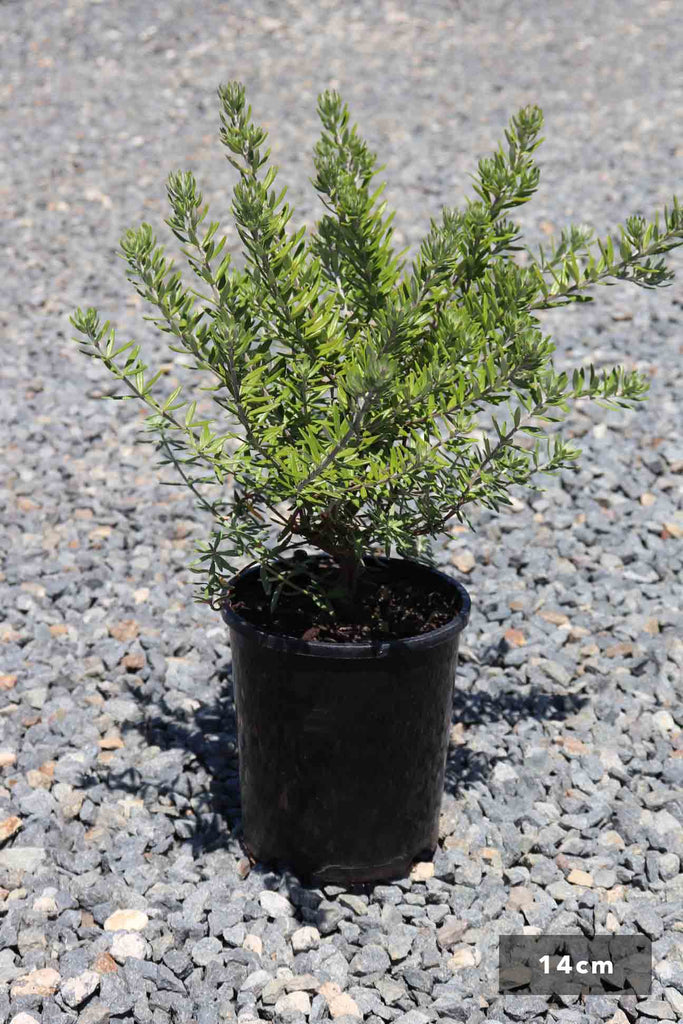 Westringia Fruticosa in a 14cm black pot