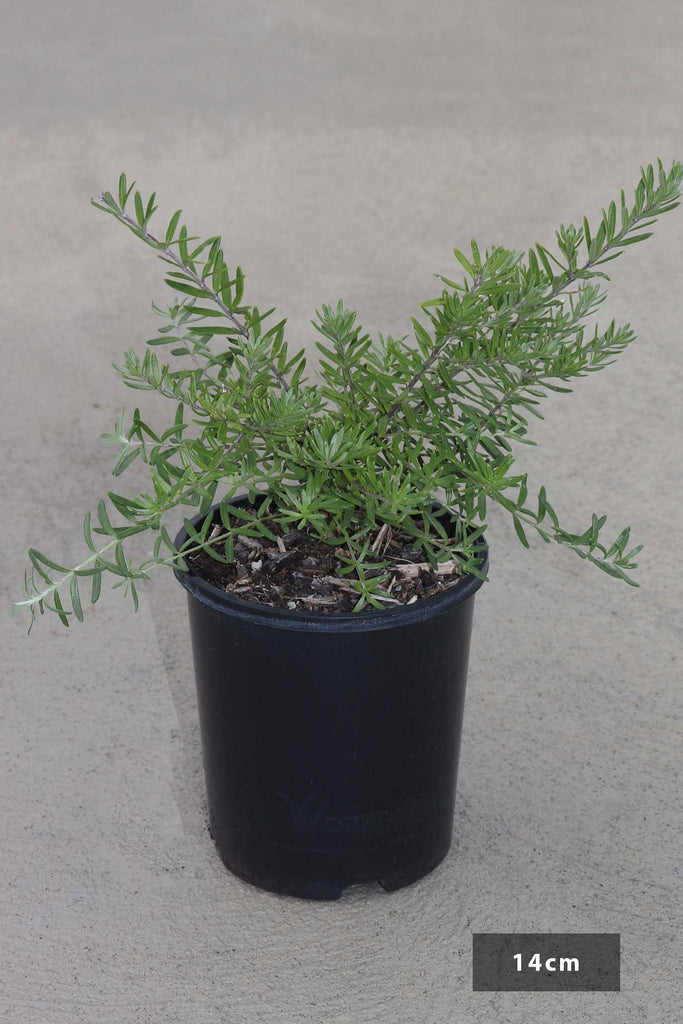Westringia Fruticosa 'Mundi' in a 14cm black pot