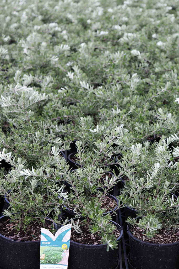Rows of Westringia Fruticosa 'Mundi' in black pots