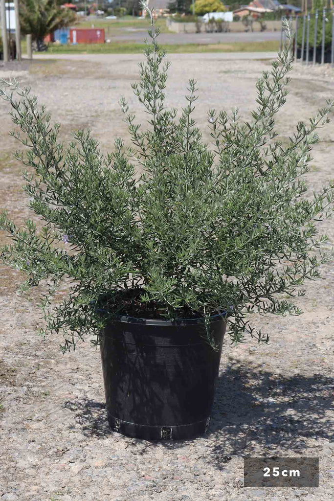 Westringia fruticosa 'Wynyabbie Gem' in a 25cm black pot