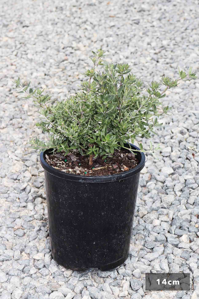Westringia Fruticosa 'Aussie Box' in a 14cm black pot