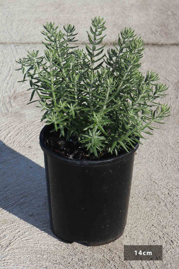 Westringia fruticosa Funky Chunky in 14cm black pot