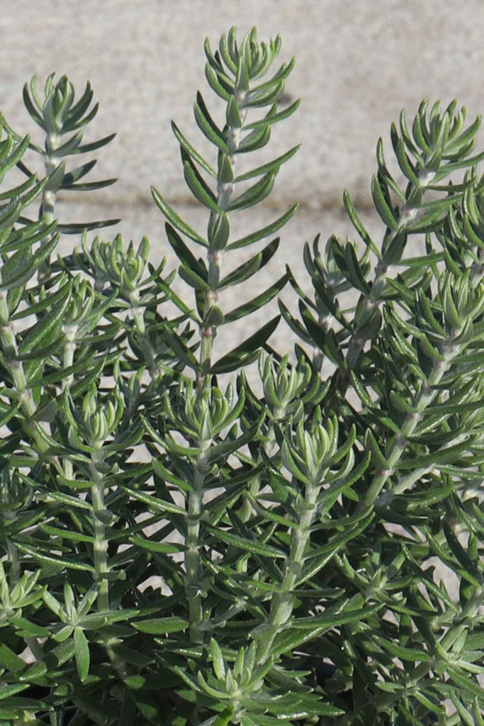 Westringia fruticosa Funky Chunky foliage