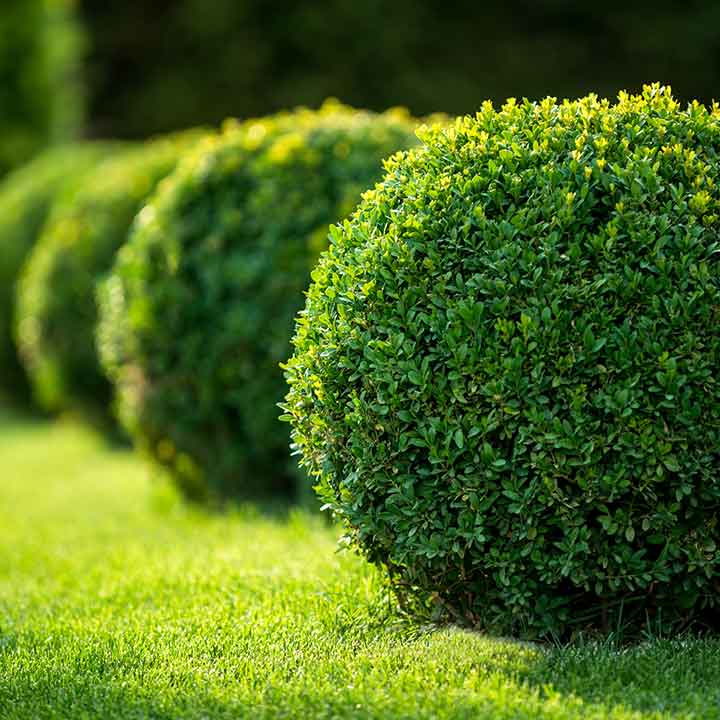 green topiary ball in a row and fading out into the background