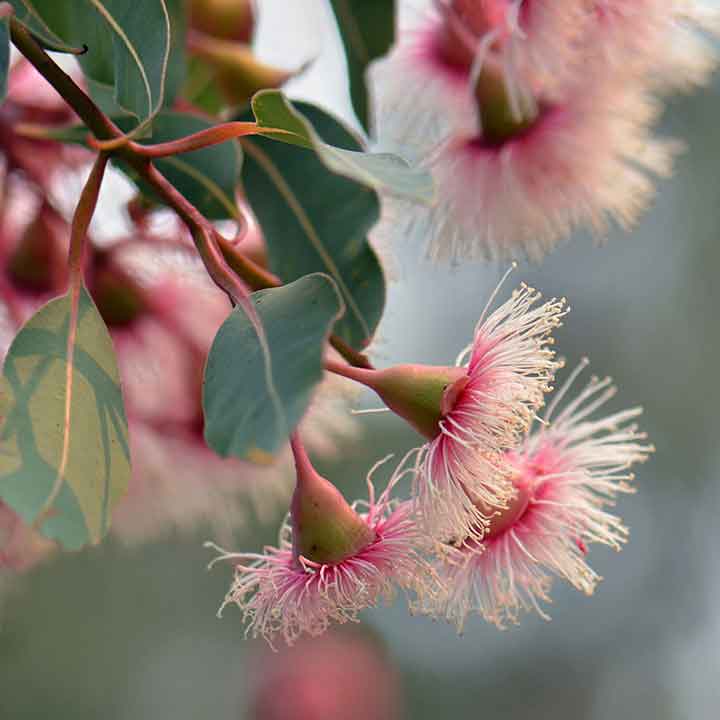 close up of pink and white Eucalyptus flowers