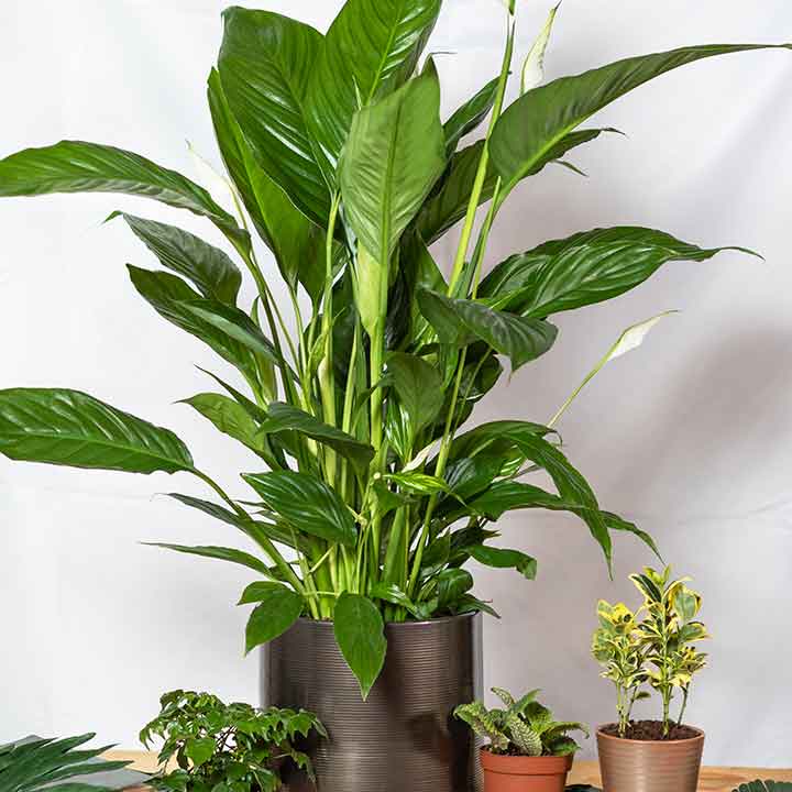 Peace Lilly and other various potted plants indoors