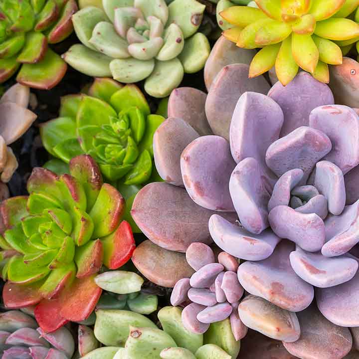 close up of a variety of colourful succulents