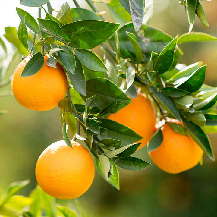 close up of four oranges and foliage