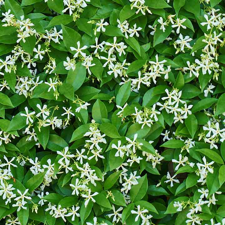 Close up of Chinese star jasmine - white flowers and green foliage