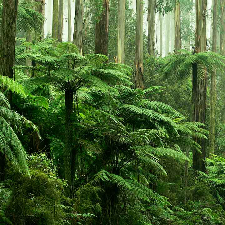 Rainforest filled with various fern trees 