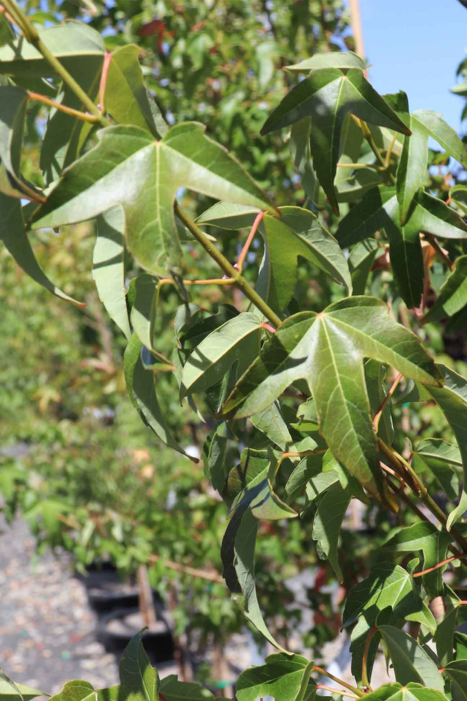 Acer buergerianum foliage