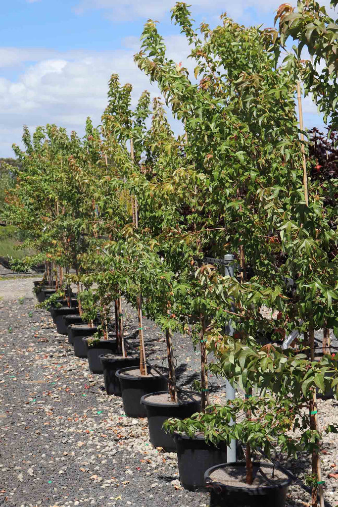 A group of Acer buergerianum in 40cm pots