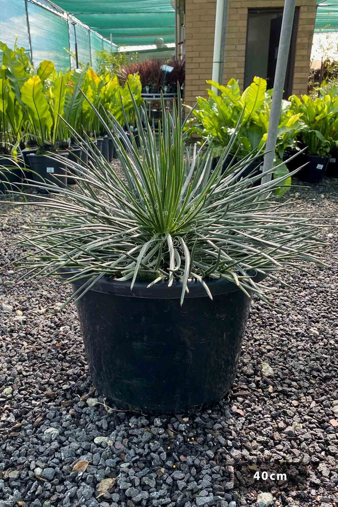 Agave geminiflora in a 40cm black pot