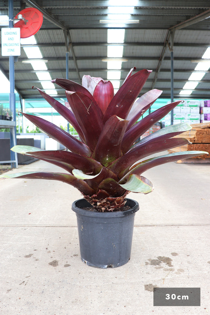 Alcantarea imperialis 'Rubra' in a 30cm black pot.