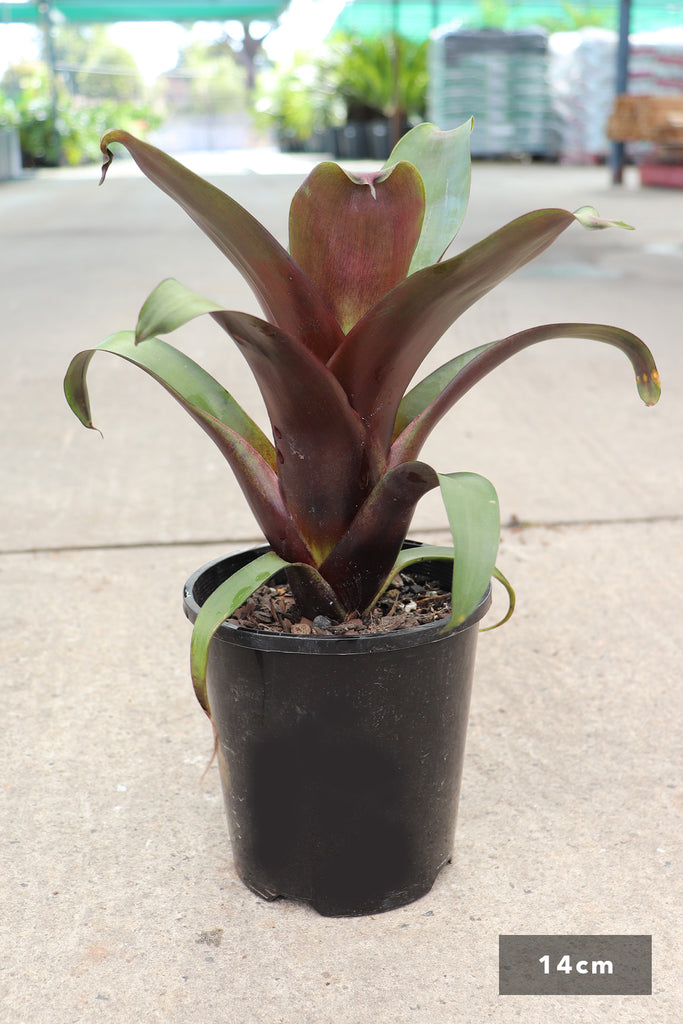 Alcanrarea imperalis Silver Plum in a 14cm black pot