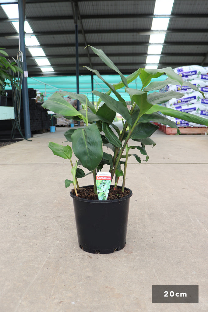 Alpinia mutica Cardamom in a 20cm black pot